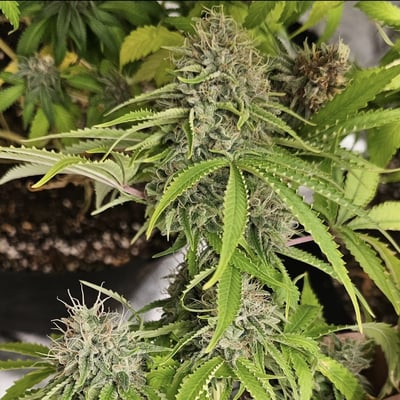 Gorilla breath Gorilla breath