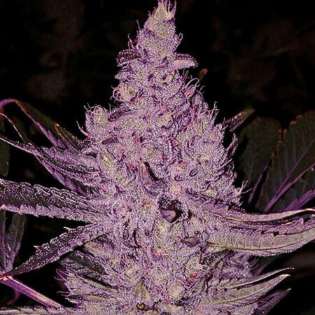 purple majik
