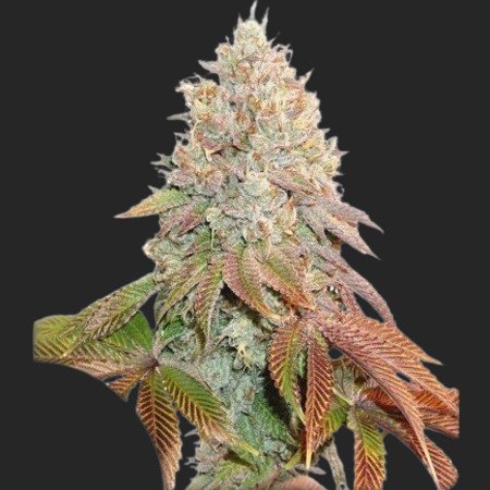 auto-banana-blaze-removebg-preview