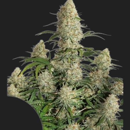 auto-critical-orange-punch-removebg-preview auto-critical-orange-punch-removebg-preview