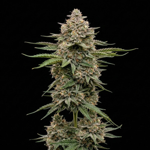 Ghost train haze #1 Ghost train haze #1