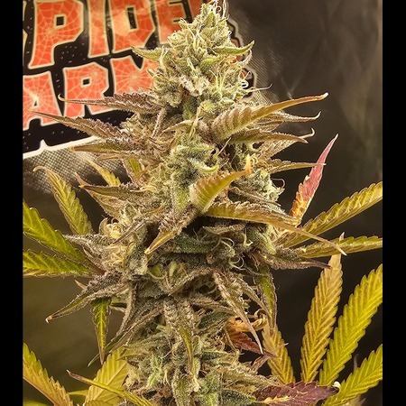 mango smile 2 mango smile 2