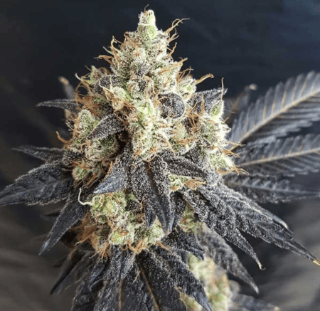 Mighty Grape-1 Mighty Grape-1