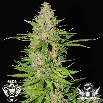 blueberry-gum-2-g13-labs-seeds-pic1 blueberry-gum-2-g13-labs-seeds-pic1