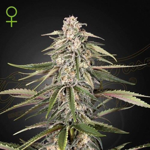 greenhouse-seeds-super-bud-feminized (1)